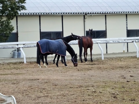 DSC02981 (2)