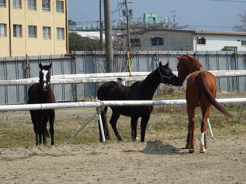 DSC04458