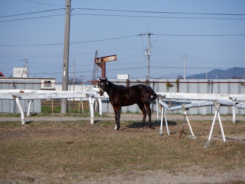 DSCF3135