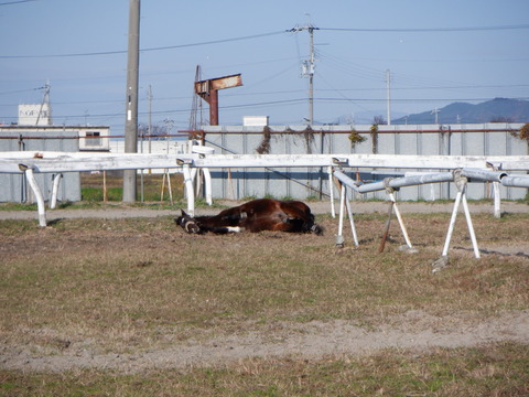 DSCF3132