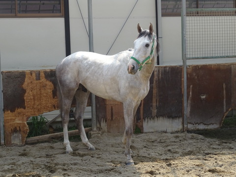 DSC04415