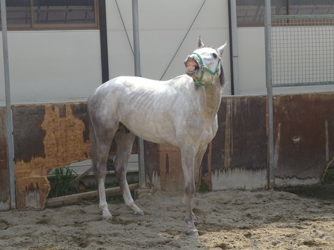 DSC04410