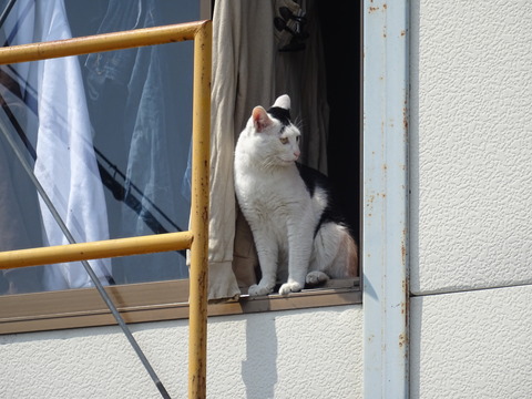 DSC04454
