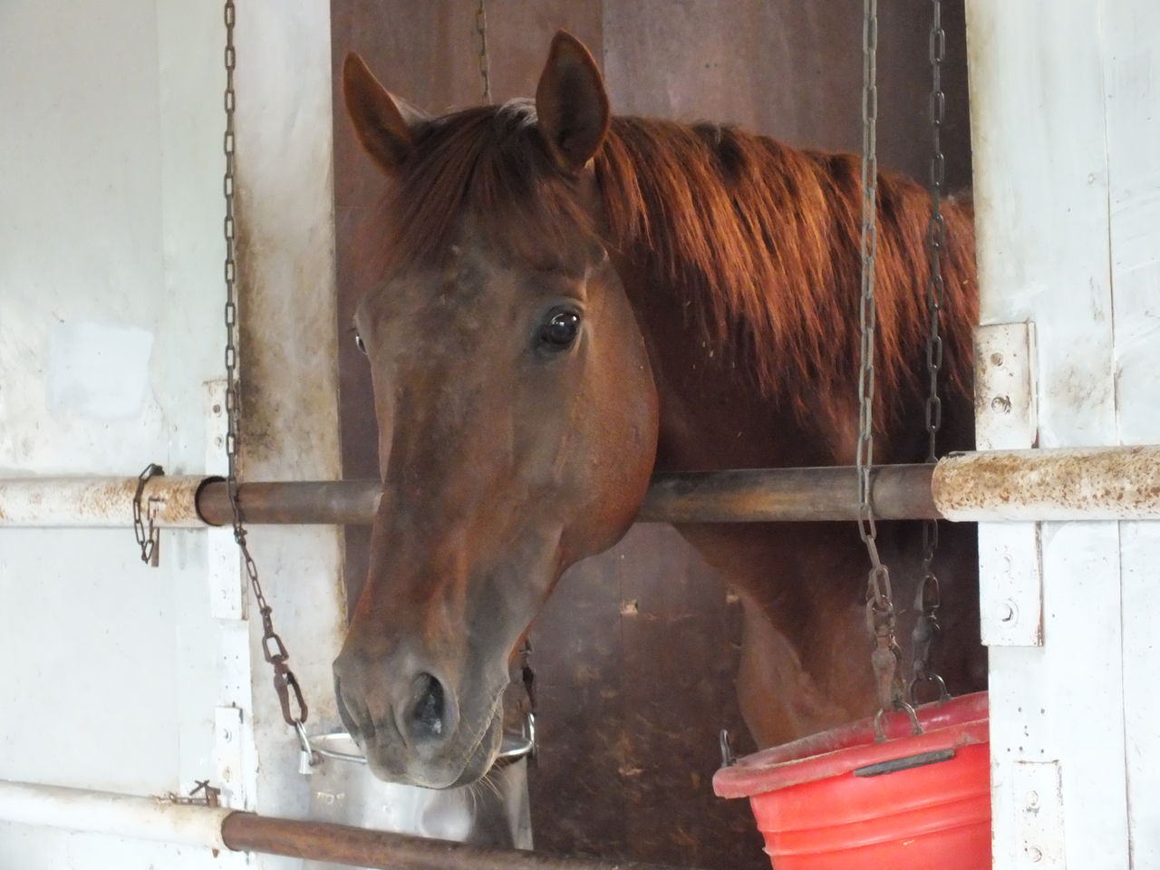 行ってらっしゃい Vigorous Stableのブログ