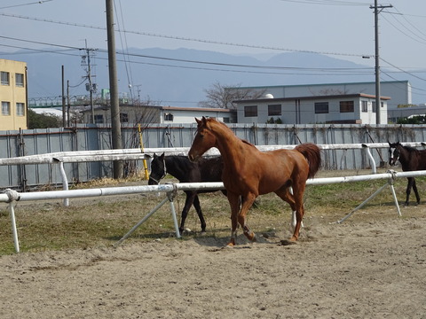 DSC04464