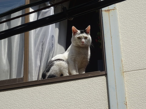 DSC04452