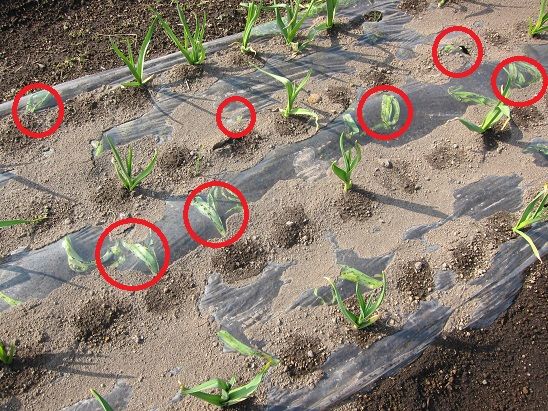 にんにくの育て方 栽培方法 にんにくの育て方 栽培方法