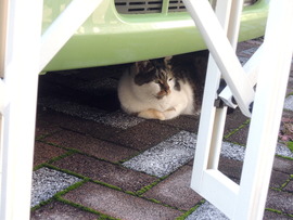 (猫5)