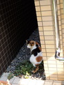 (猫2)