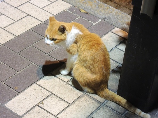 121012(猫)