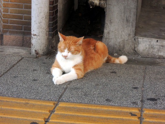 120913(猫)5