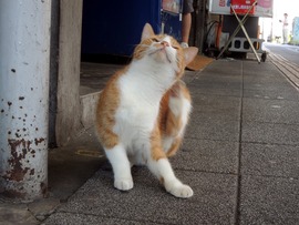 120913(猫)2