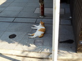 (猫)