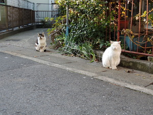 (猫2匹2)