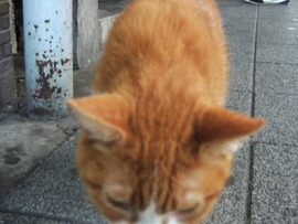 120913(猫)4