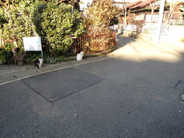 (猫2匹)