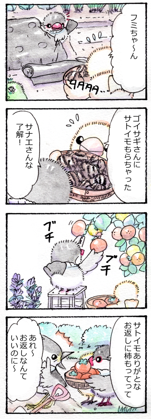 かいどりサトイモ貰っちゃった