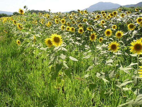 大洲市 畑の前河川敷 ひまわり畑 おでかけにっき