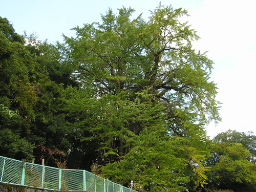 PB037599