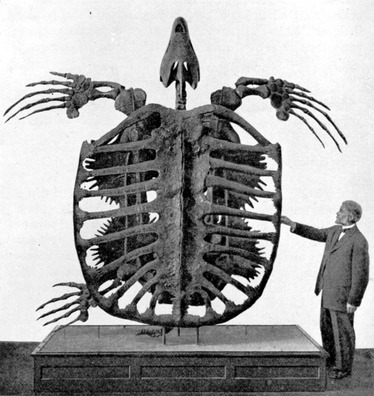 archelon_3_l