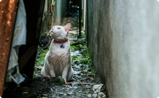 路地裏