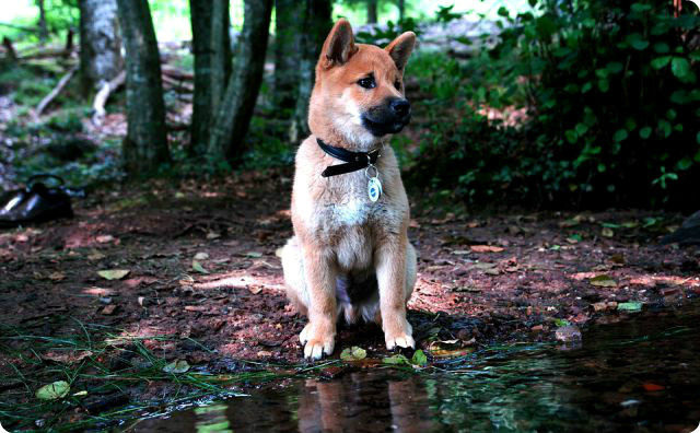 柴犬