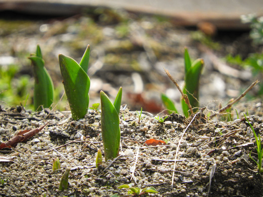 【不思議】花の会話がはっきり聞こえるのに、近づいた瞬間なぜか消える