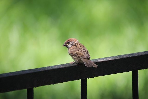 sparrow-5875379_640