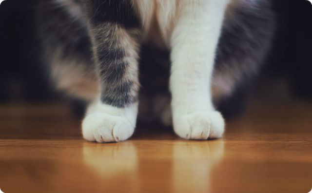 猫、足