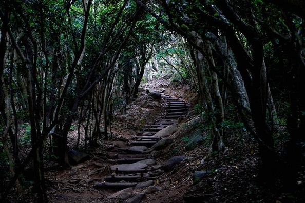 トトロの森みたいな場所に迷い込んだ人の体験談が興味深すぎる…
