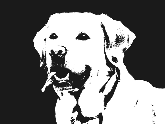 labrador-1334196_960_720