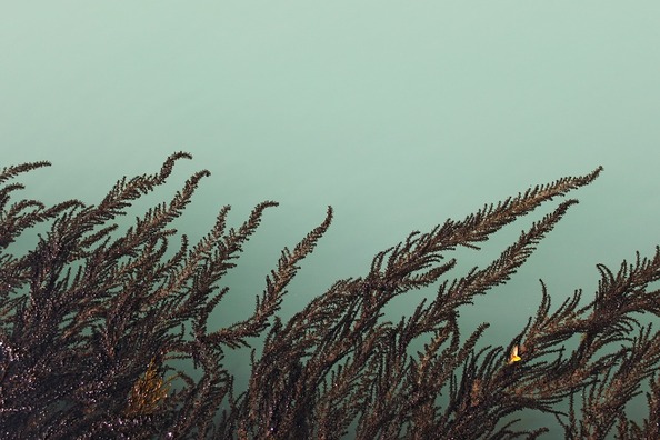 algae-2307691_960_720