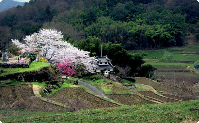 桜