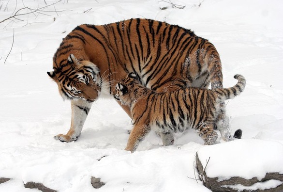 tigers-67577_960_720