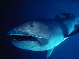 megamouth_shark