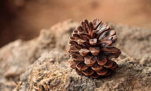 pine-cones-3198636_960_720