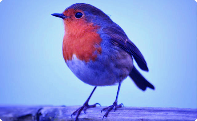 【鳥】鳥が道案内してくれた【不思議】