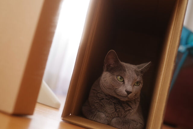 怖い話 動物病院 この猫は 生まれつきこうなのですか 飼い主 いえ 昨日までは元気に走り回っていたのですが パラノーマルちゃんねる 2ch怖い話まとめ