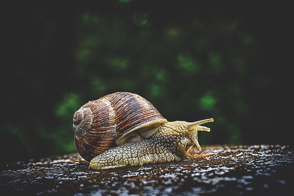 snail-3705324_1920