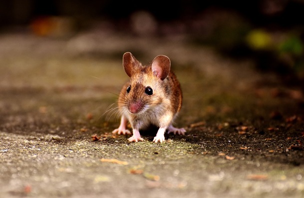 mouse-2308357_960_720