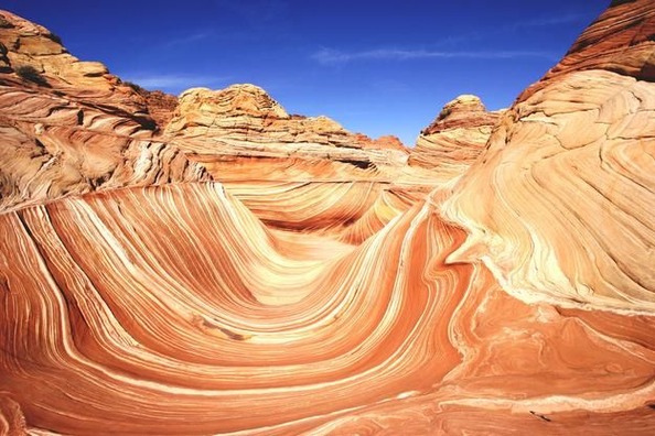 アメリカ コヨーテビュート(The wave)