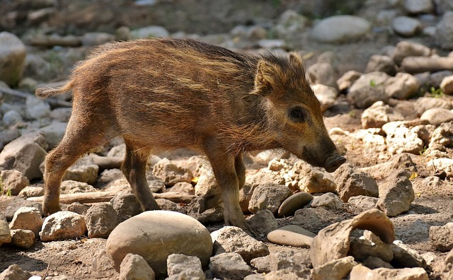 wild-pigs-2424438_960_720