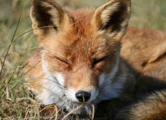 red-fox-4502730_1920