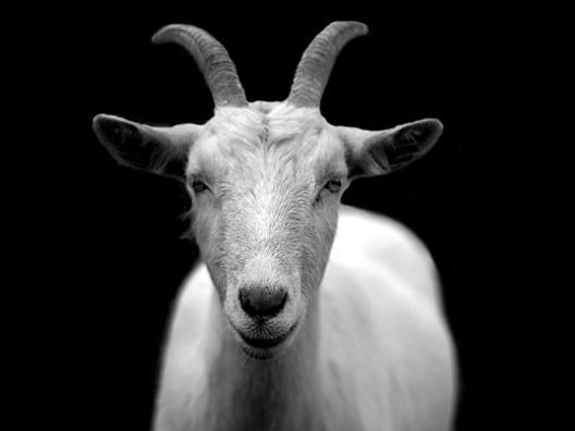 goat-50290_1920