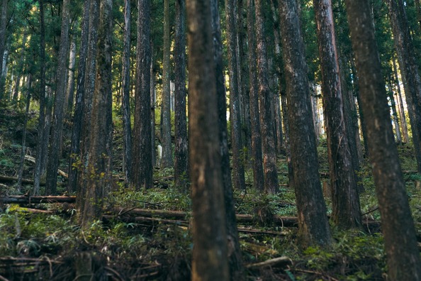 susipakuAB728IMGP2355_TP_V