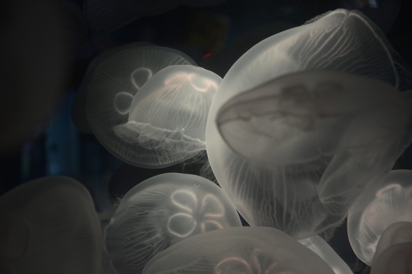 jellyfish-1031442_1920
