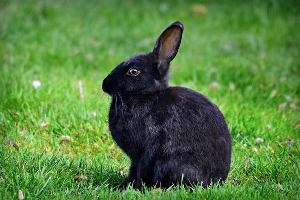 rabbit-4201218_960_720