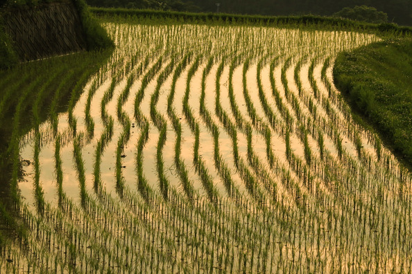 【不気味】夜1時、部屋から田んぼを見ると誰かいる。なんかおかしい…