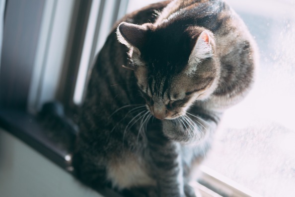 【切ない心霊】昨日死んだはずの猫が普通に寝てる…