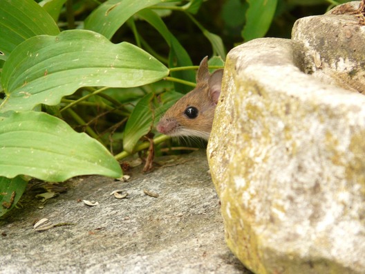 wood-mouse-8176_960_720